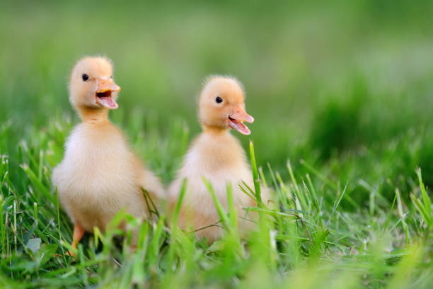 Seed small ducks and geese on the green grass. Farm in the village area. Background