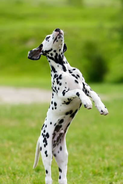 istock Dalmatian dog outdoors in summer 695237434