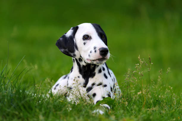 istock Dalmatian dog outdoors in summer 695237456