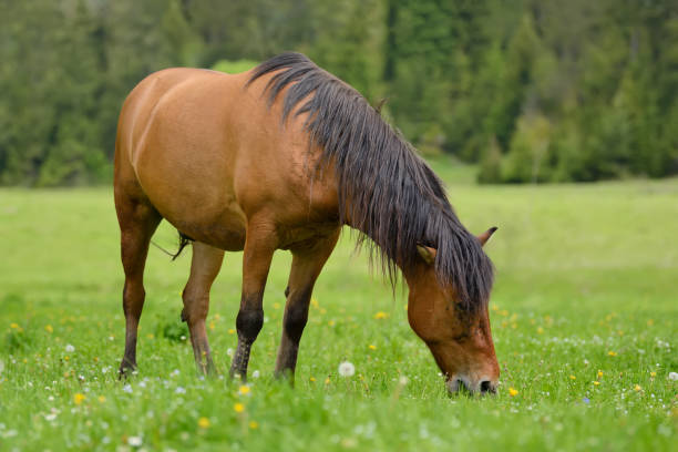 istock Horse on the pasture 695237536