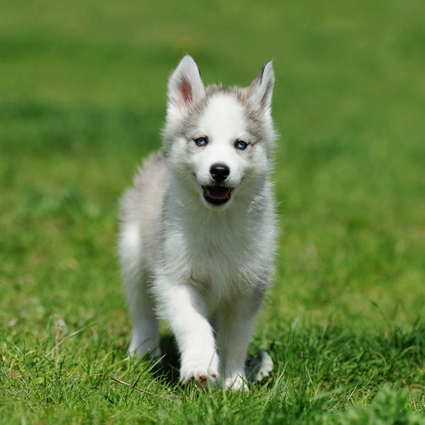 istock Cute little husky puppy 695237576