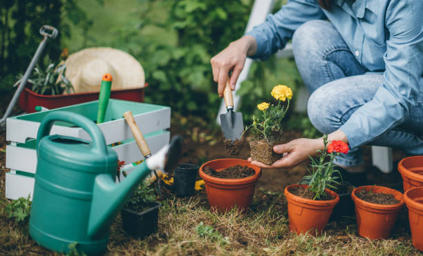 orgulho gardener - spring planting - fotografias e filmes do acervo