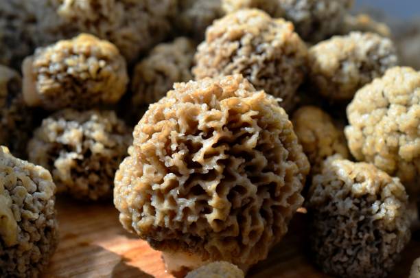 istock Mushrooms morels on a wooden board. 695240402