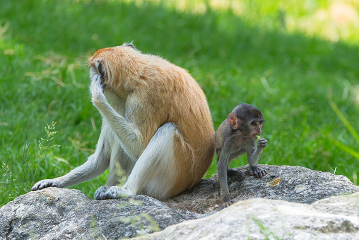 Macaque monkey, baby