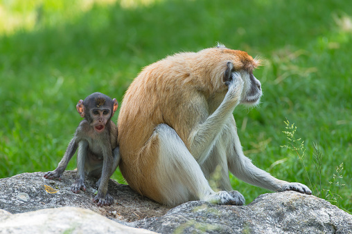 Macaque monkey, baby