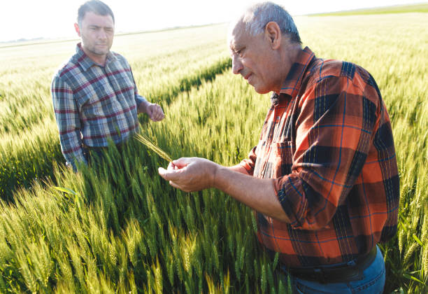 istock Two farmers in a field examining wheat crop. 695246160