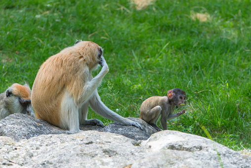 Macaque monkey, baby