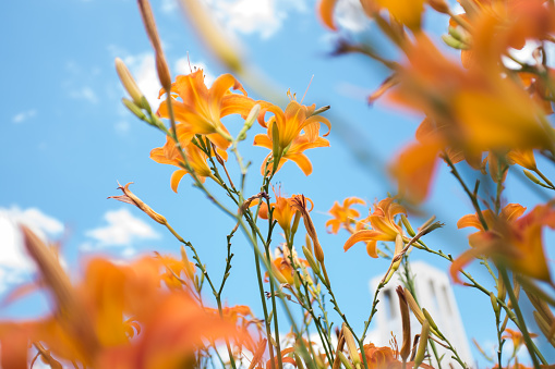 Orange daylily flowers under the blue sky