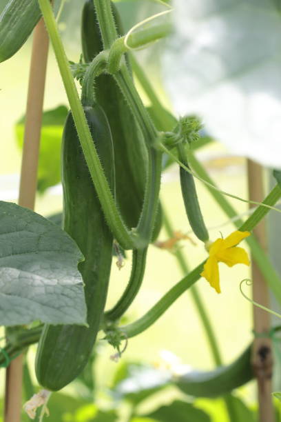 istock growing cucumber in a greenhouse 695250138