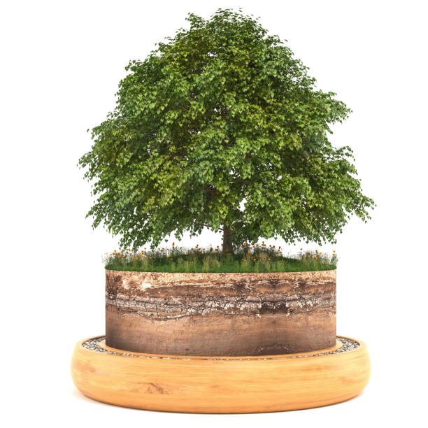 istock 3D Rendering of a Tree with Grass and Soil on a Wooden Base 695252736