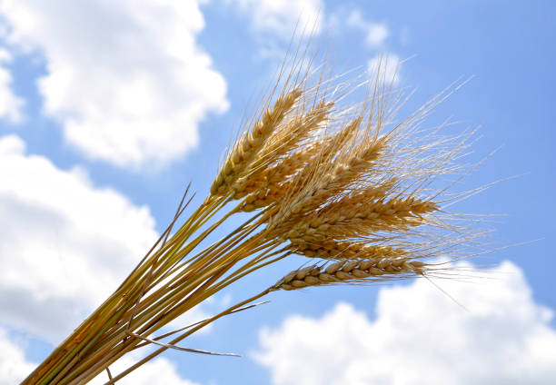 istock Ears of ripe wheat against the  sky 695253024
