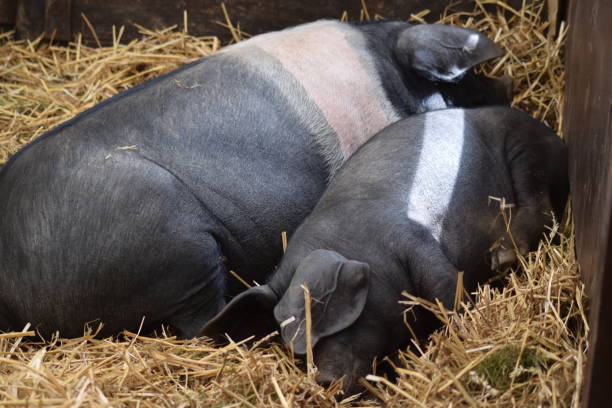 istock wessex saddleback pig with piglet resting on hay 695253128