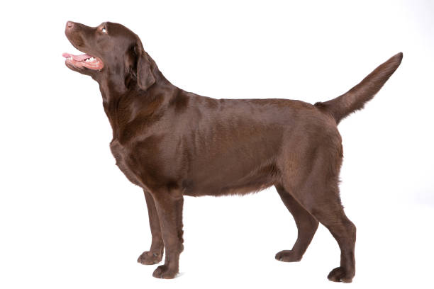 istock Dog labrador brown on white background 695253378