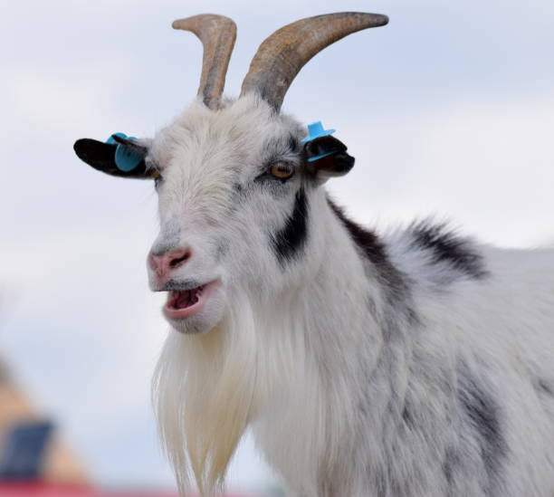 istock adult pygmy goat head shot open mouth 695253438