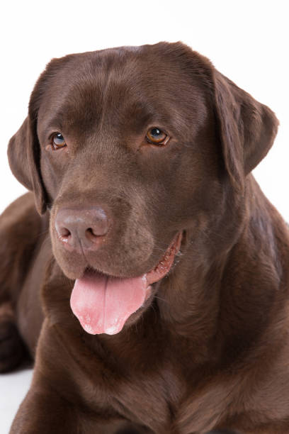 istock Dog labrador brown on white background 695253446