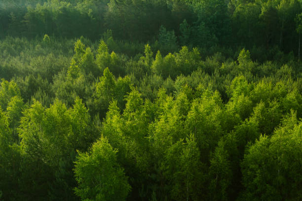 istock Fresh green color pattern of forest 695255482