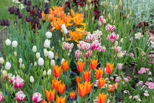 istock Blossoming colorful tulips in the garden 695256244