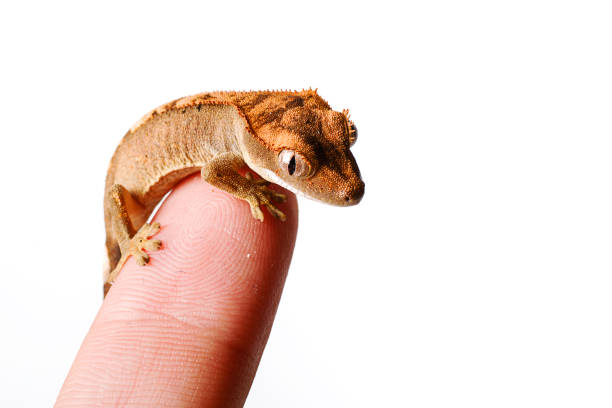 istock Baby crested gecko in hand on white background 695260910