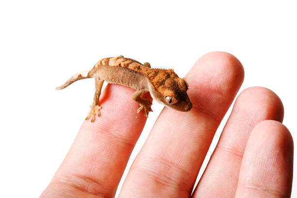 istock Baby crested gecko in hand on white background 695260954