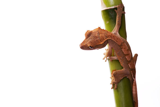Baby Crested gecko on bamboo stick isolated white background
