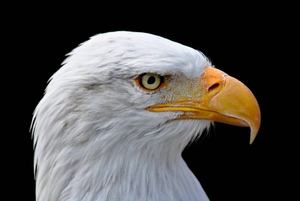 istock Closeup portrait of a bald eagle 695261070