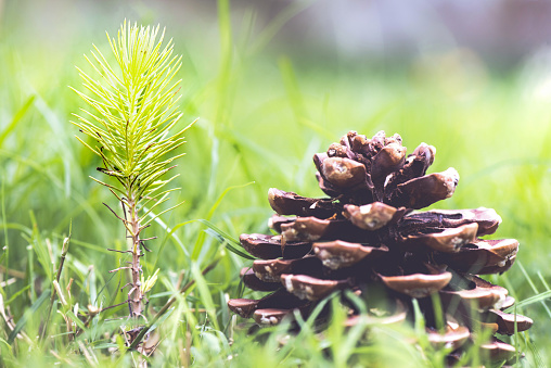 Cedar cone with pine nut isolated on a white.