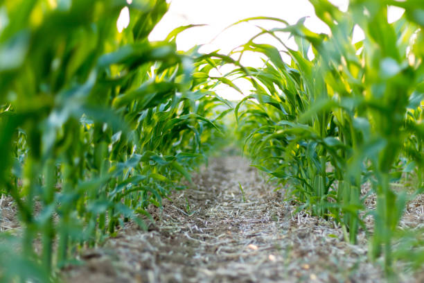 maisfeld - crop cultivated stock-fotos und bilder