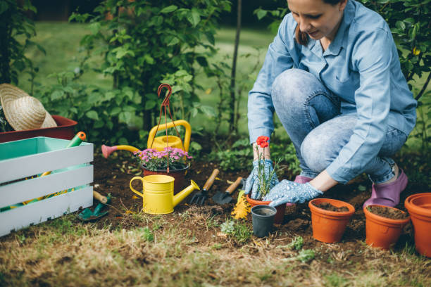 istock Woman planting flowers 695263666