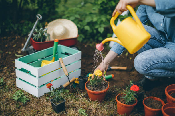 istock Woman watering flowers 695263768