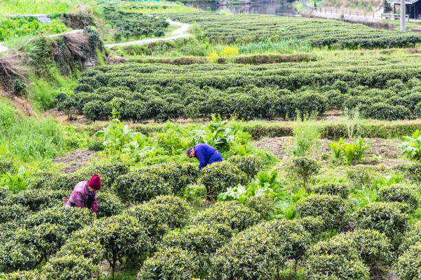 Chengyang: pickers on tea plantations in Chengyang village of Sanjiang Dong Autonomous County in spring season. Chengyang district includes eight villages of the Dong people