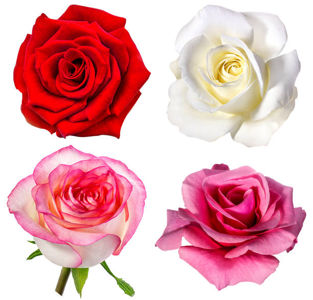 istock Collection of  roses  isolated on the white 695264428