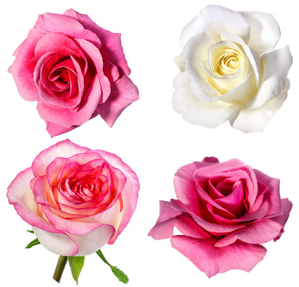 istock Collection of  roses  isolated on the white 695264794