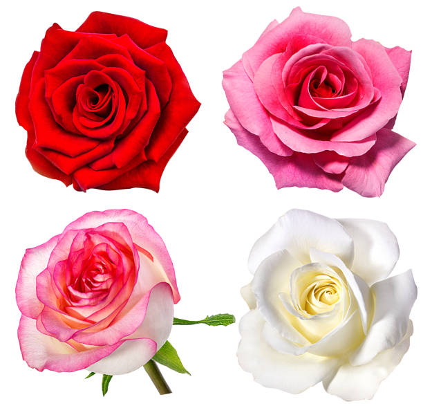istock Collection of  roses  isolated on the white 695264964