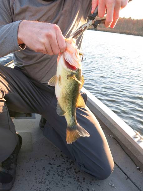 istock Fisherman Removing Hook From Bass Fish Mouth on Boat 695267382