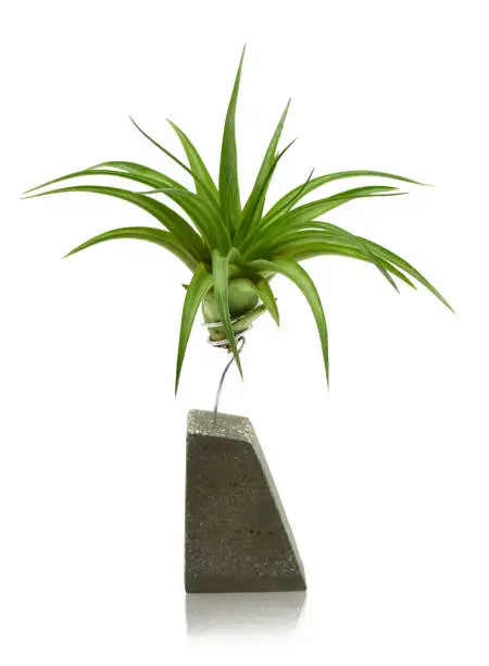 Air plant in a decorative support on white