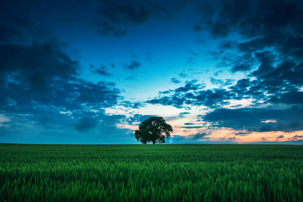 istock Tree in the field and dramatic clouds in the sky. 695275948