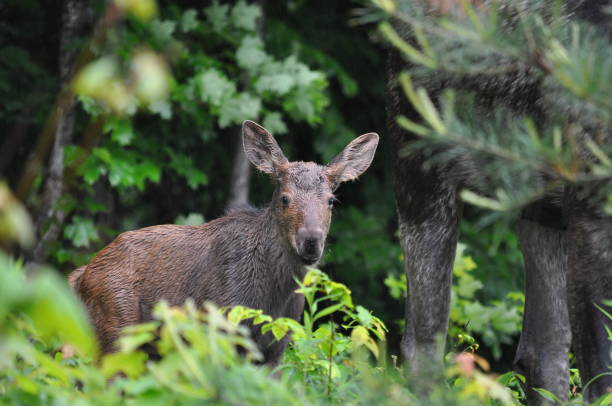 Baby moose calf in spring in Algonquin Park, Ontario, Canada.