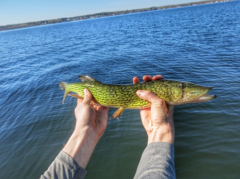 Northern Pike Fish Saratoga Lake New York Stock Photo - Download Image Now  - Fishing, Hand, Holding - iStock