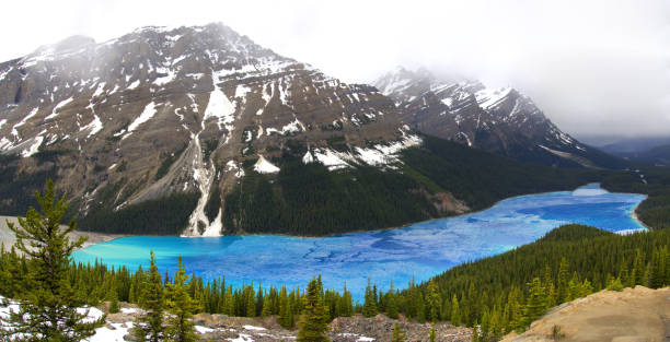 istock Thawing Peyto Lake in the Spring 695276496