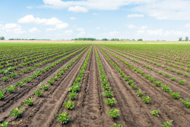 istock Long converging rows with young Celeriac plants on a wet field 695276666