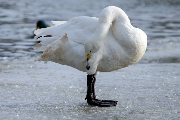 istock Whooper swan is grooming it self on the ice 695276908
