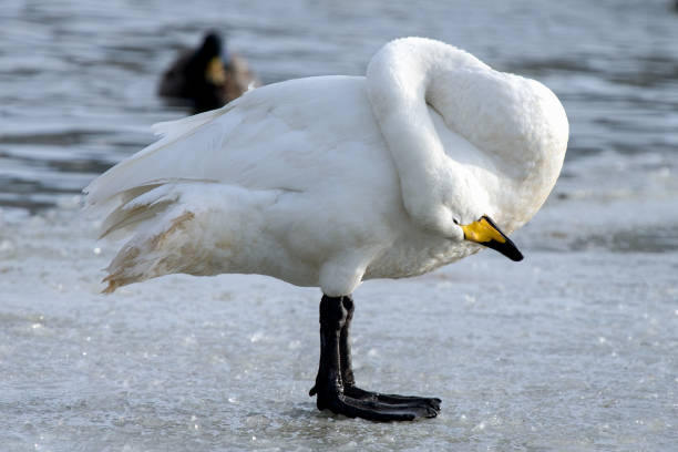 istock Whooper swan is grooming it self on the ice 695279134
