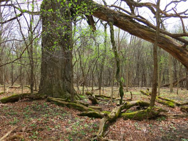 istock New York Large Tree Wrapped with Strangling Vines in Forest 695279184