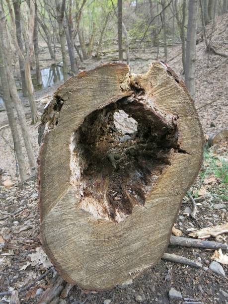 istock Chopped Down Tree, Rotted Out Hollow Center Hole, NY Forest 695279230