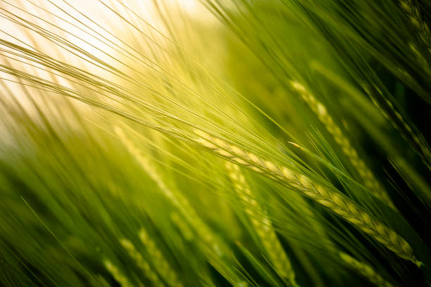 campo d'orzo con luce solare - barley grass foto e immagini stock