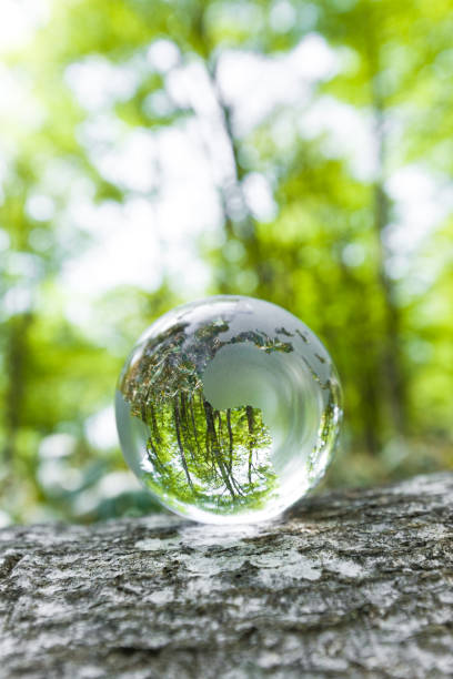 istock Earth on Tree Stump in the Forest 695279292