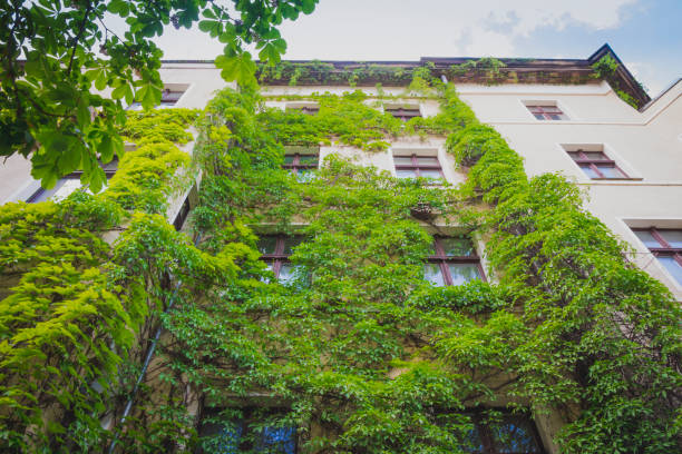 istock Apartment building covered with green Ivy plant 695282112