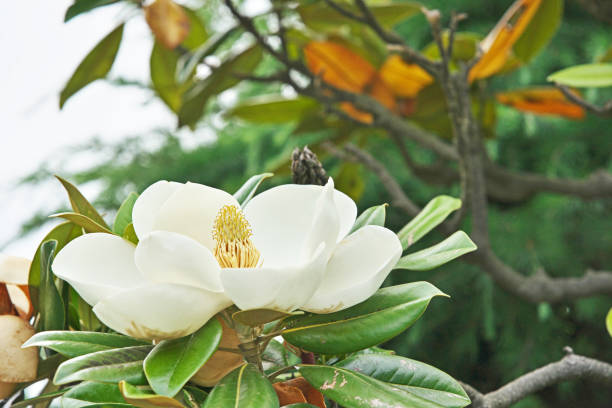 istock Flwer of the Magnolia grandiflora 695284302