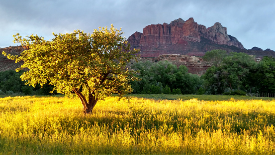 golden sunset light on apple tree and yellow mustard in pasture in Rockville Utah