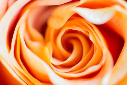 Reverse lens macro photos of soft focus, peach coloured rose petals.